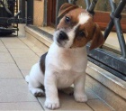Jack Russell �t��ata
