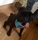 �ern� mops �t��ata k adopci.