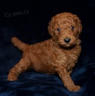 zdrav� �t��ata pudla na prodej.