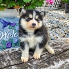 Prodej kr�sn�ch ps� Pomskies (k��enec plemene sibi�sk� husky a pomeranian)