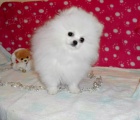 Pomeranian �t��ata k adopci