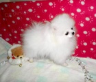 Pomeranian �t��ata k adopci