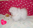 Pomeranian �t��ata k adopci