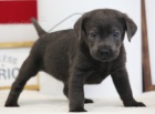Zdrav� �t��ata �ern�ho labradorsk�ho retr�vra na prodej.