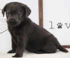 Zdrav� �t��ata �ern�ho labradorsk�ho retr�vra na prodej.