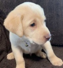 Zdrav� a kr�sn� �t��ata labradorsk�ho retr�vra na prodej.