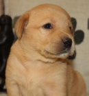 Zdrav� a kr�sn� �t��ata labradorsk�ho retr�vra na prodej.