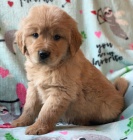 Dob�e tr�novan� �t��ata zlat�ho retr�vra na prodej.