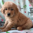 Dob�e tr�novan� �t��ata zlat�ho retr�vra na prodej.