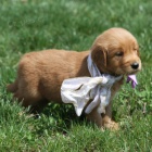 kr�sn� �t��ata zlat�ho retr�vra na prodej.