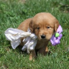 kr�sn� �t��ata zlat�ho retr�vra na prodej.