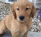 kr�sn� �t��ata zlat�ho retr�vra na prodej.