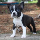 bostonsk�ho teri�ra na prodej.