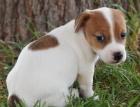 Kr�sn� a rozko�n� �t���tka Jack Russell na prodej.