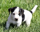 Kr�sn� a rozko�n� �t���tka Jack Russell na prodej.