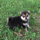 Rozko�n� miminka �t��ata shiba inu na prodej