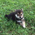 Rozko�n� miminka �t��ata shiba inu na prodej