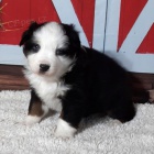 Rozko�n� �t��ata australsk�ho ov��ka na prodej