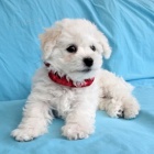 K dispozici jsou kr�sn� �t��ata Bichon frize a p�ipravena k prodeji.