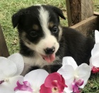 Rozko�n� �t��ata border kolie na prodej