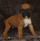 Kr�sn� �t��ata n�meck�ho boxera na prodej