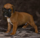 Kr�sn� �t��ata n�meck�ho boxera na prodej