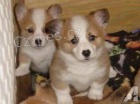 Pembroke Welsh Corgi �t��ata