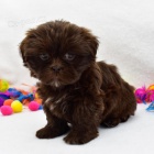 �ern� �t���tka SHIH TZU na prodej