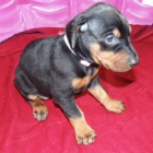 �t��ata dobermana na prodej.