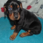 �t��ata dobermana na prodej.