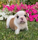 Kr�sn� a and�lsk� �t��ata anglick�ho buldoka na prodej