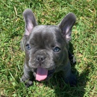 VAKCINOVAN� �t��ata francouzsk�ho buldo�ka na prodej.