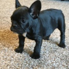 �ern� VAKCINOVAN� �t�n� francouzsk�ho buldo�ka na prodej.