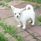 �t��ata �ivavy s dobr�m zdravotn�m stavem p�ipraven� k p�evle�en�.