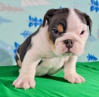 Akc zaregistroval �t��ata buldok� s dobr�m zdrav�m ve va�� bl�zkosti.