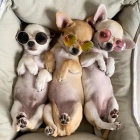 �t��ata �ivavy s dobr�m zdravotn�m stavem p�ipraven� k p�evle�en�.