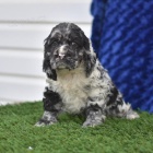 K dispozici �t��ata jemn�ho kokr�pan�la 