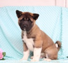 Americk� akita �t��ata k dispozici 