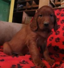 �t��ata irsk�ho setra k dispozici 