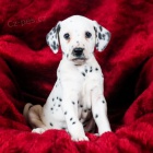 K dispozici vz�cn� Dalmatsk� �t��ata 