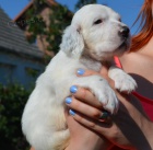 �t��ata anglick�ho kokr�pan�la zoufale tou�� po nov�ch domovech