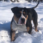 Pitbull �t��ata REZERVACE