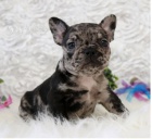 Francouzsk� buldo�ek �t��ata k adopci