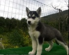 Sibi�sk� husky �t��ata pro miluj�c� domov