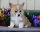 �t��ata Welsh Corgi Pembroke jsou nyn� p�ipravena na nov� rodiny.