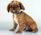 �t���tka anglick�  Toy Spaniel k adopci