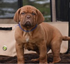 K dispozici �t��ata Dogue De Bordeaux 