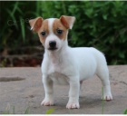 �t��ata Jack Russell teri�ra jsou p�ipravena na nov� rodiny.