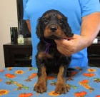 �t��ata Gordon Setter k adopci 