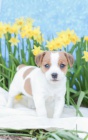 sladk� a odchoz� �t��ata Jack Russell Terrier 